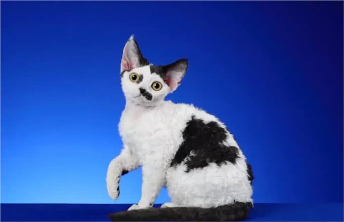 猫中小泰迪一样的卷毛猫，你一定会喜欢他的手感