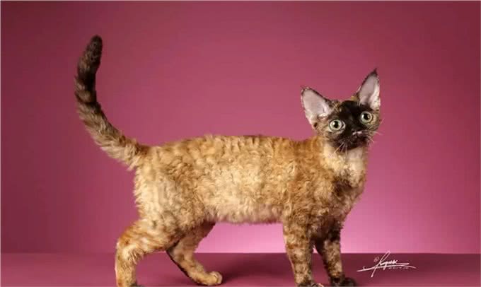 猫中小泰迪一样的卷毛猫，你一定会喜欢他的手感