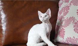猫中小泰迪一样的卷毛猫，你一定会喜欢他的手感