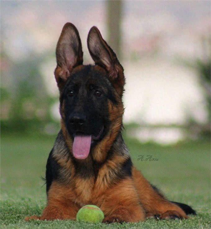 纯种德国牧羊犬价格背后的秘密:不是所有德国牧羊犬都值这个价
