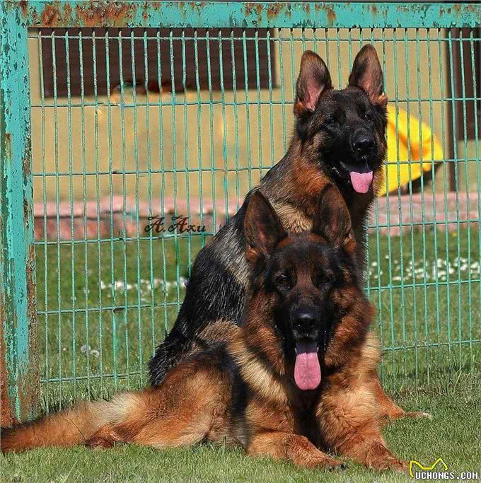 纯种德国牧羊犬价格背后的秘密:不是所有德国牧羊犬都值这个价