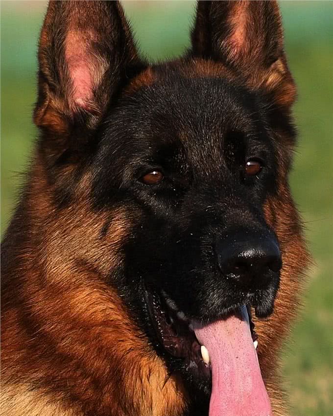 纯种德国牧羊犬价格背后的秘密:不是所有德国牧羊犬都值这个价
