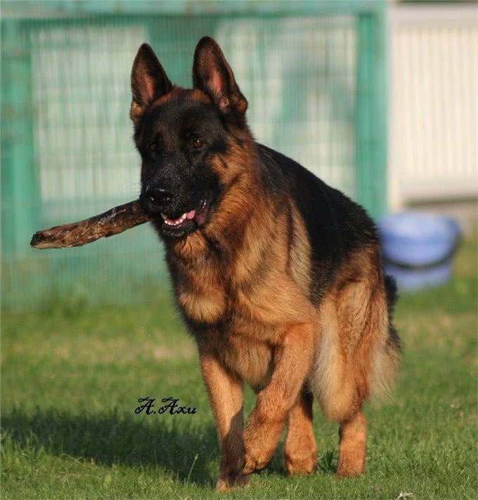 纯种德国牧羊犬价格背后的秘密:不是所有德国牧羊犬都值这个价