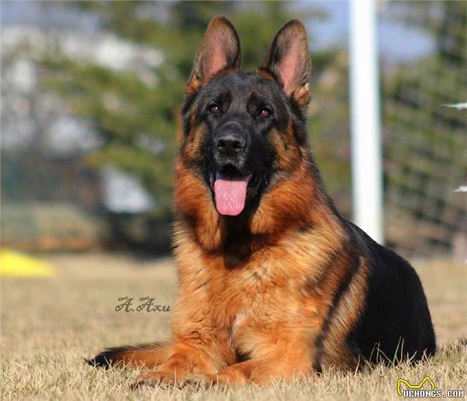 纯种德国牧羊犬价格背后的秘密:不是所有德国牧羊犬都值这个价