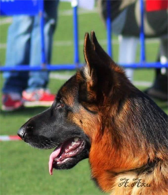 纯种德国牧羊犬价格背后的秘密:不是所有德国牧羊犬都值这个价