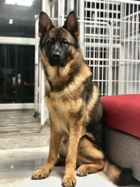 纯种德国牧羊犬价格背后的秘密:不是所有德国牧羊犬都值这个价