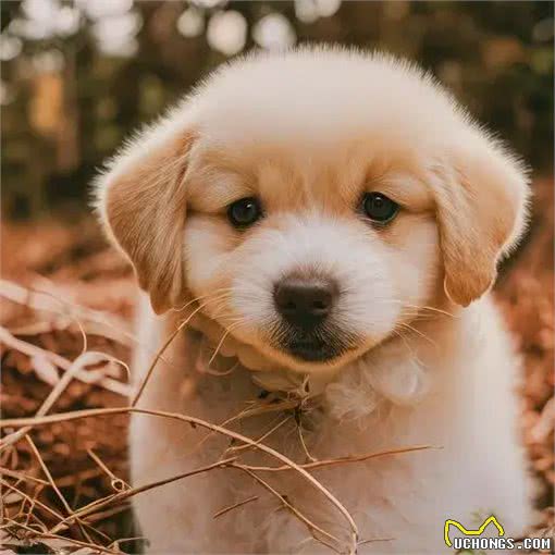 为什么狗的身体没有像人类一样的汗腺?