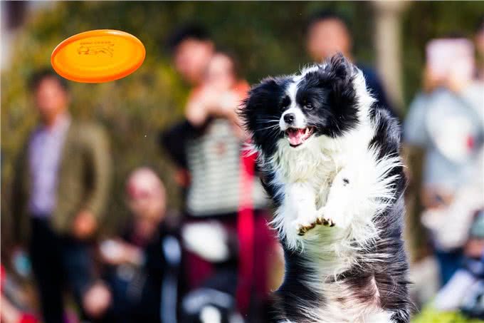 狗狗老了会有哪些变化?主人一定要清楚，才能更好的照顾狗狗