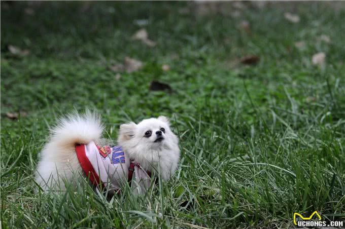 狗狗老了会有哪些变化?主人一定要清楚，才能更好的照顾狗狗