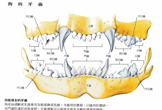 如何辨别狗狗的年龄?