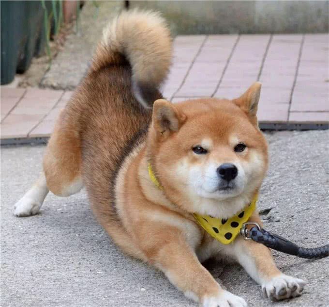 如何辨别狗狗的年龄?