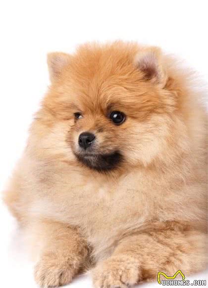 博美犬多少钱一只幼崽