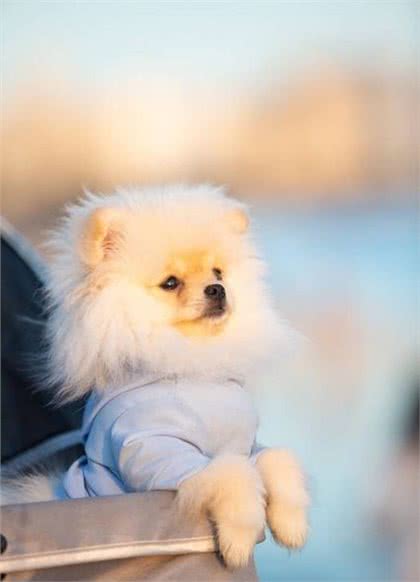 博美犬多少钱一只幼崽