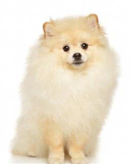 博美犬多少钱一只幼崽