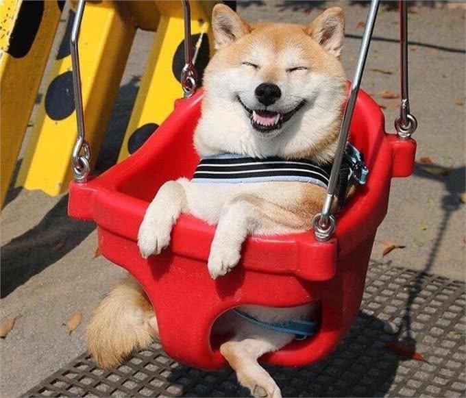 日本网民吐槽：世界上最聪明的犬种排行榜柴犬排名136以外
