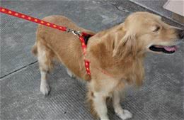 如何巧妙的运用狗绳来训练家中的狗狗?这几点需要注意