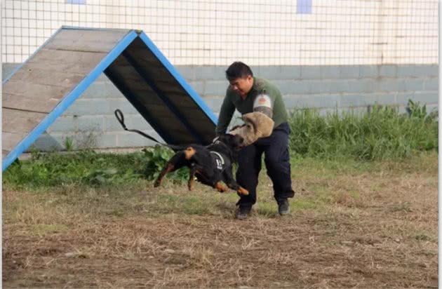 特殊的狗狗和它们的主人