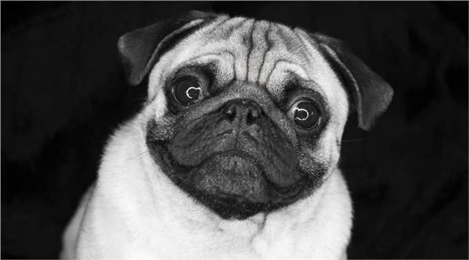 那么多犬种选择哪种?教你如何选择称心如意的犬