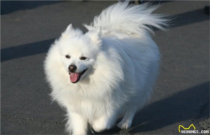 那么多犬种选择哪种?教你如何选择称心如意的犬