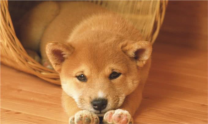 那么多犬种选择哪种?教你如何选择称心如意的犬
