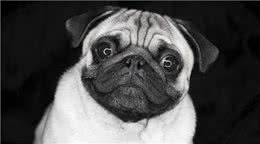 那么多犬种选择哪种?教你如何选择称心如意的犬