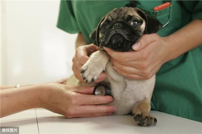 巴哥犬掉毛那么厉害，原来是这5个原因导致的