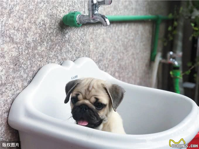巴哥犬掉毛那么厉害，原来是这5个原因导致的