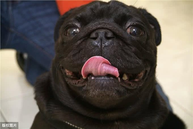 巴哥犬掉毛那么厉害，原来是这5个原因导致的
