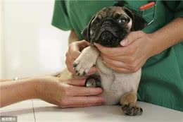 巴哥犬掉毛那么厉害，原来是这5个原因导致的