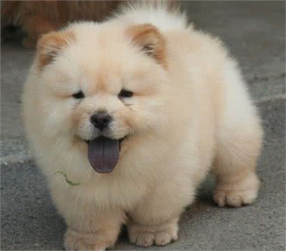 哈士奇?金毛?柯基?不不不，难道我大中华没有名犬吗?