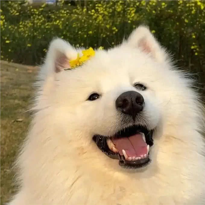 狗狗的忠诚守护