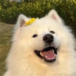 狗狗的忠诚守护