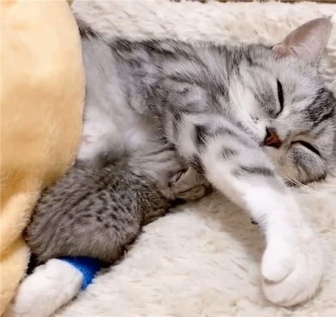 猫咪妈妈顺利生产,金毛犬和哈士奇轮番值班看护,猫爸爸略懵