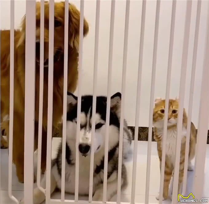 猫咪妈妈顺利生产,金毛犬和哈士奇轮番值班看护,猫爸爸略懵