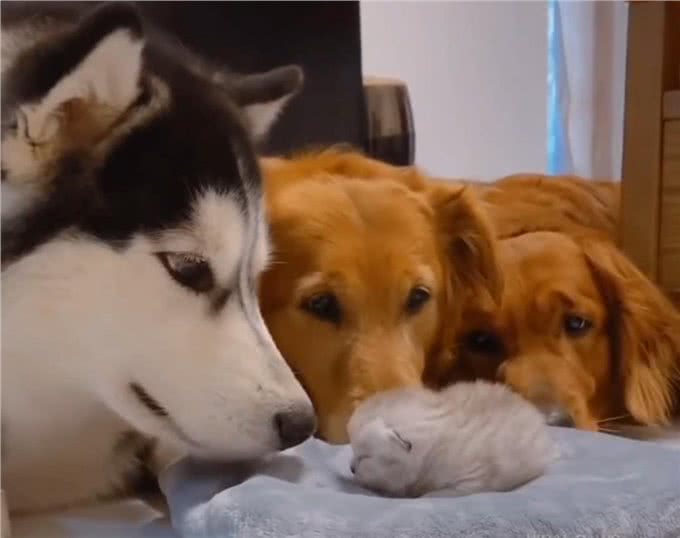 猫咪妈妈顺利生产,金毛犬和哈士奇轮番值班看护,猫爸爸略懵