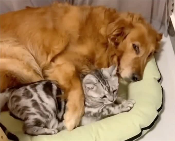 猫咪妈妈顺利生产,金毛犬和哈士奇轮番值班看护,猫爸爸略懵