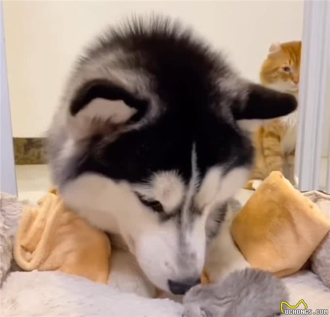 猫咪妈妈顺利生产,金毛犬和哈士奇轮番值班看护,猫爸爸略懵