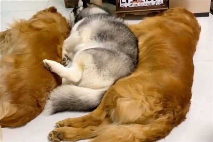 猫咪妈妈顺利生产，金毛犬和哈士奇轮番值班看护，猫爸爸略懵