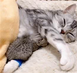 猫咪妈妈顺利生产，金毛犬和哈士奇轮番值班看护，猫爸爸略懵