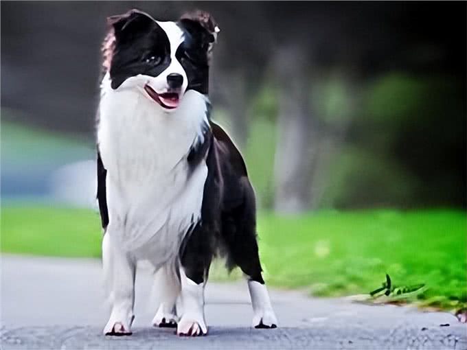 宠物犬最严重和最常见的病种，你认识吗