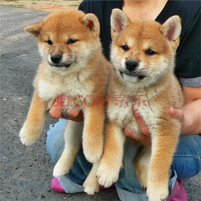 宠物犬最严重和最常见的病种，你认识吗
