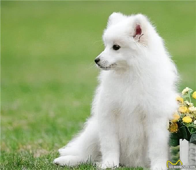 宠物犬最严重和最常见的病种，你认识吗