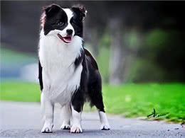 宠物犬最严重和最常见的病种，你认识吗