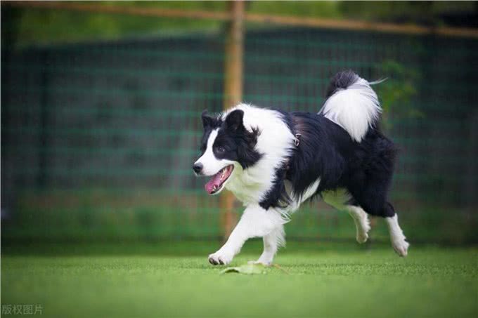边境牧羊犬的性格特点及喂养建议