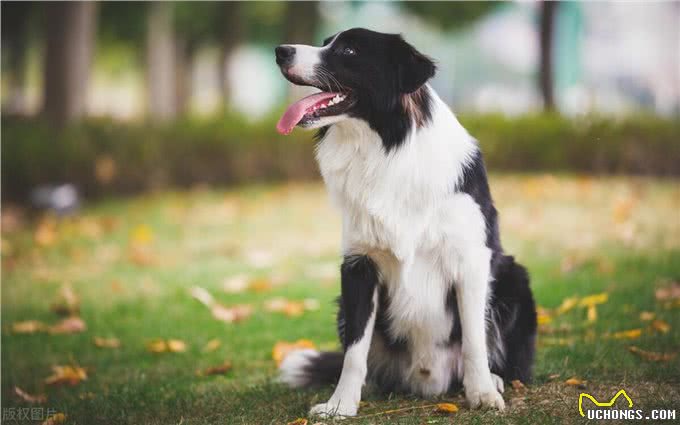 边境牧羊犬的性格特点及喂养建议