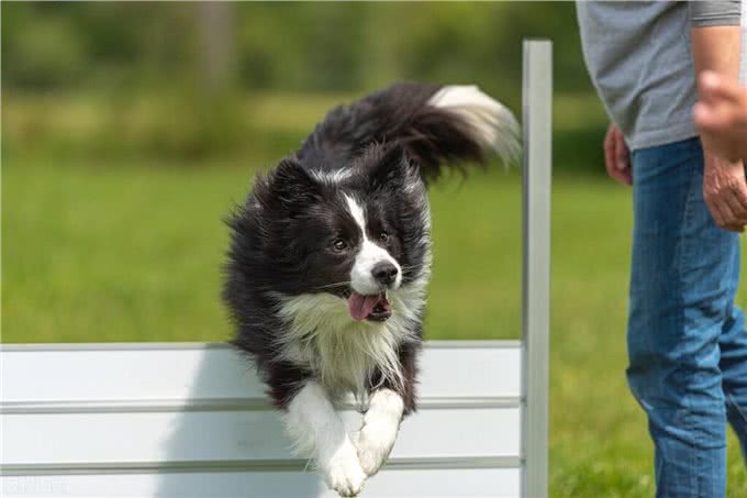 边境牧羊犬的性格特点及喂养建议