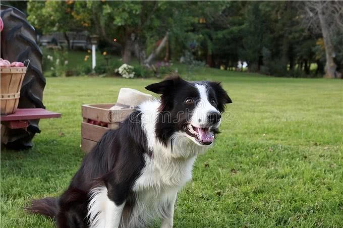 边境牧羊犬的性格特点及喂养建议