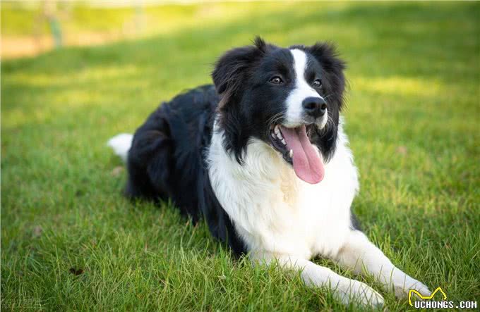 边境牧羊犬的性格特点及喂养建议