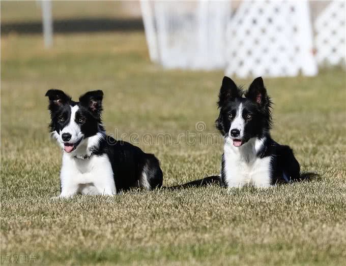 边境牧羊犬的性格特点及喂养建议