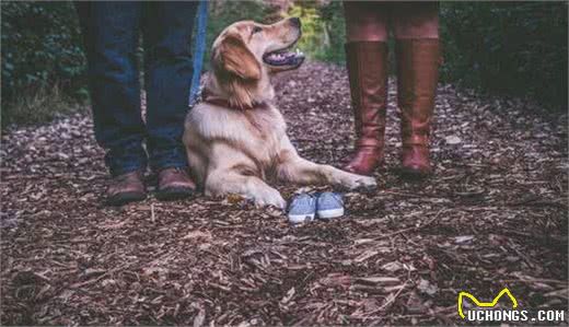 狗狗初识篇:犬种起源和不同犬种的进化用途